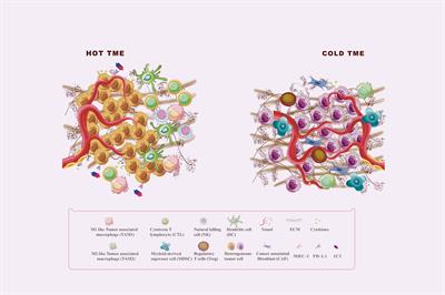 Regulation of autophagy fires up the cold tumor microenvironment to improve cancer immunotherapy